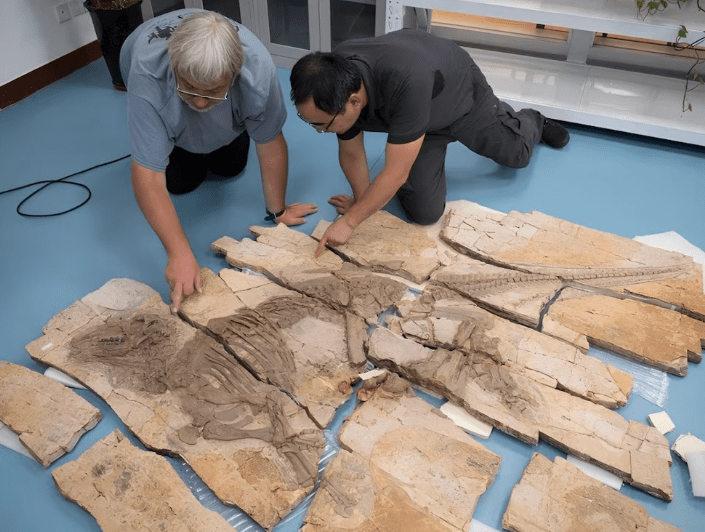 Hallan en China un fósil de dinosaurio con piel y espinas preservadas de forma&nbsp;excepcional