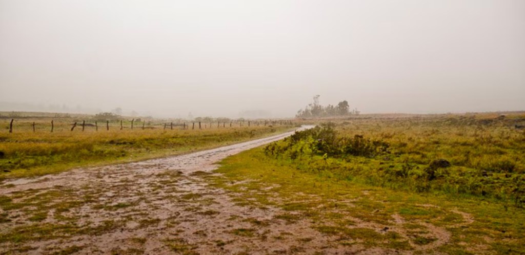 Las lluvias registradas brindaron una mejora parcial a los campos de la zona&nbsp;núcleo
