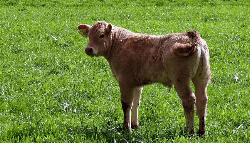 General San Martín se prepara para la Fiesta del Ternero&nbsp;2026