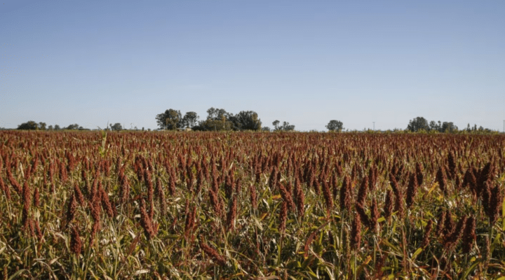 Concluyó la siembra de sorgo en 900 mil hectáreas y avanza la recolección de&nbsp;maíz
