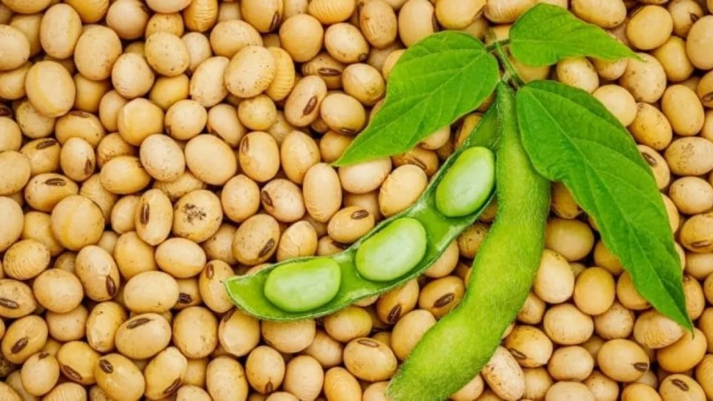 Clima en la balanza: la soja tardía espera lluvias&nbsp;clave