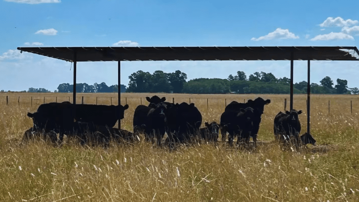 El calor extremo obliga a la ganadería a adaptar su manejo para mantener la producción
