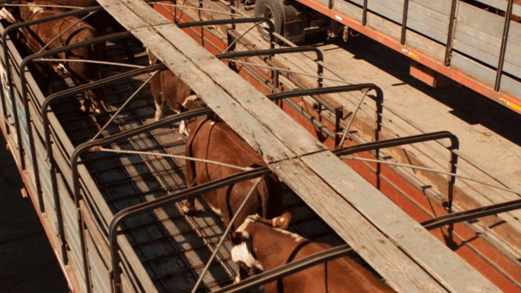 Buscan simplificar los trámites ganaderos en la provincia de Córdoba con un nuevo marco&nbsp;legal