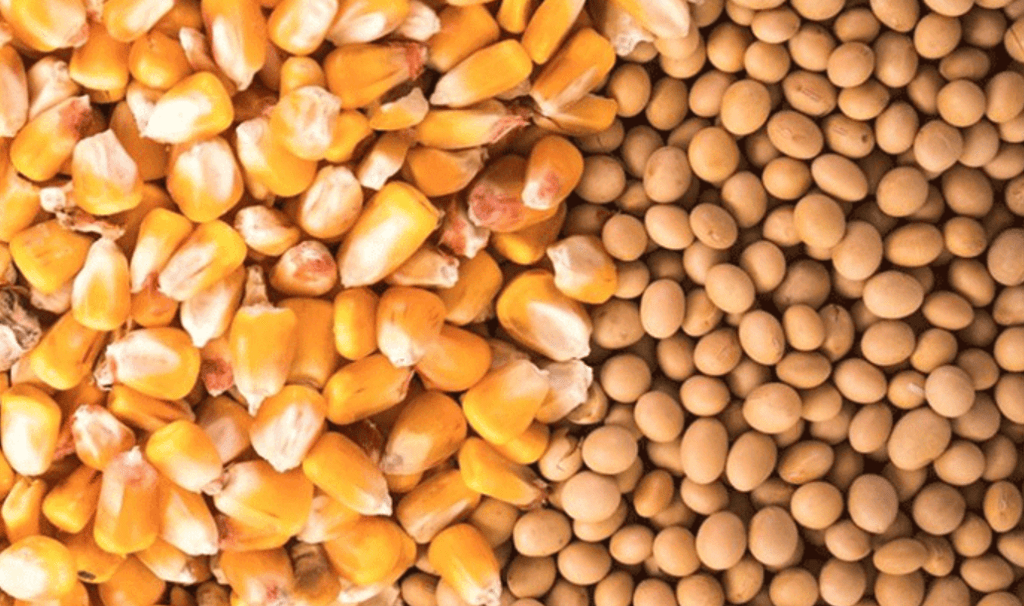 Exportaciones de granos y petróleo impulsan ingreso de divisas y fortalecen las&nbsp;reservas