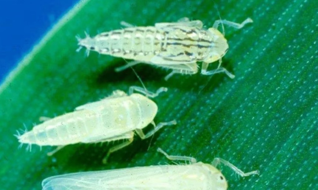 El sector agrícola monitorea el avance de la chicharrita en las zonas&nbsp;productoras