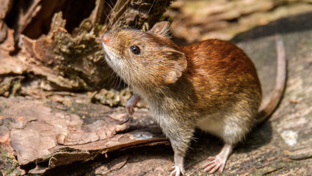 Hantavirus en crucero reaviva inspecciones de fauna en basural&nbsp;porteño