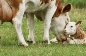 Denuncia truccha de robo de vacas escondía contrabando&nbsp;ganadero