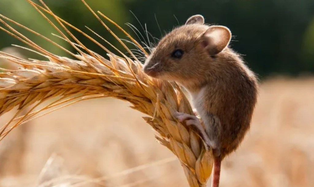Alerta máxima en el sector agrícola por la proliferación de&nbsp;roedores