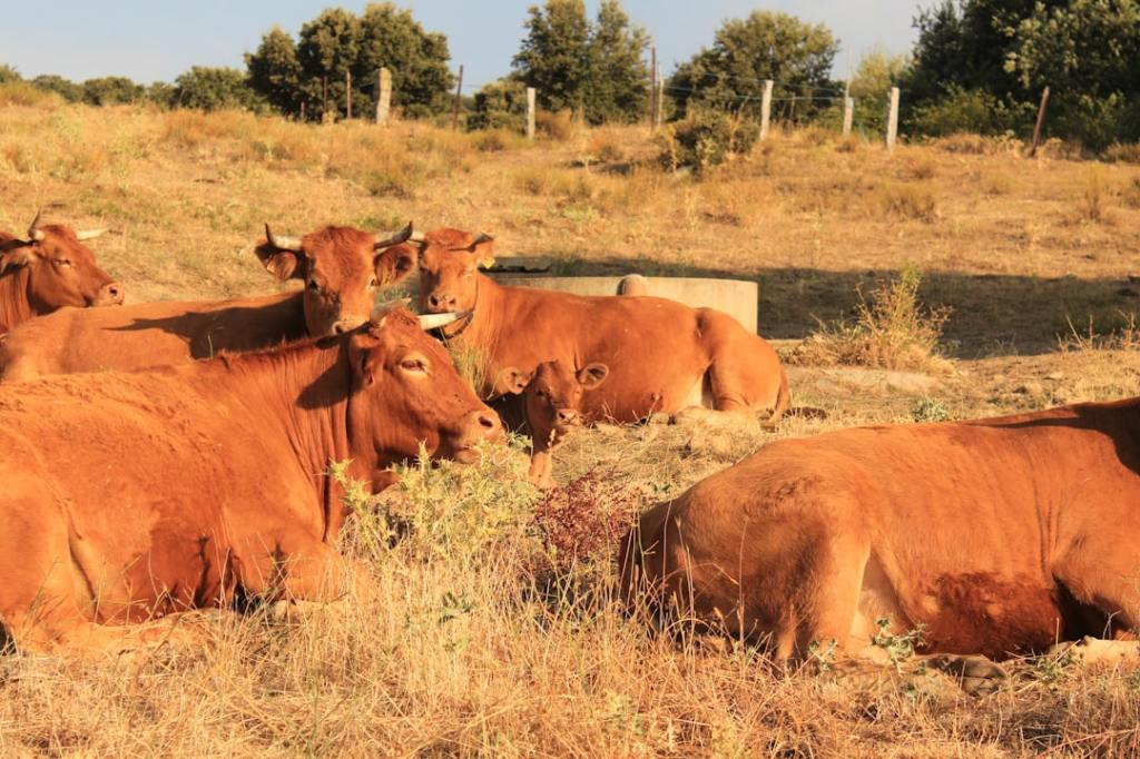 Récord histórico: la faena de cerdos crece 11% en Argentina