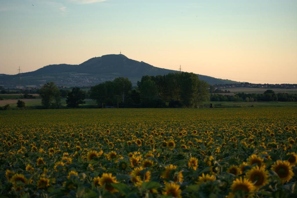 Molienda de girasol alcanza pico de 25 años mientras colapsa la de&nbsp;soja
