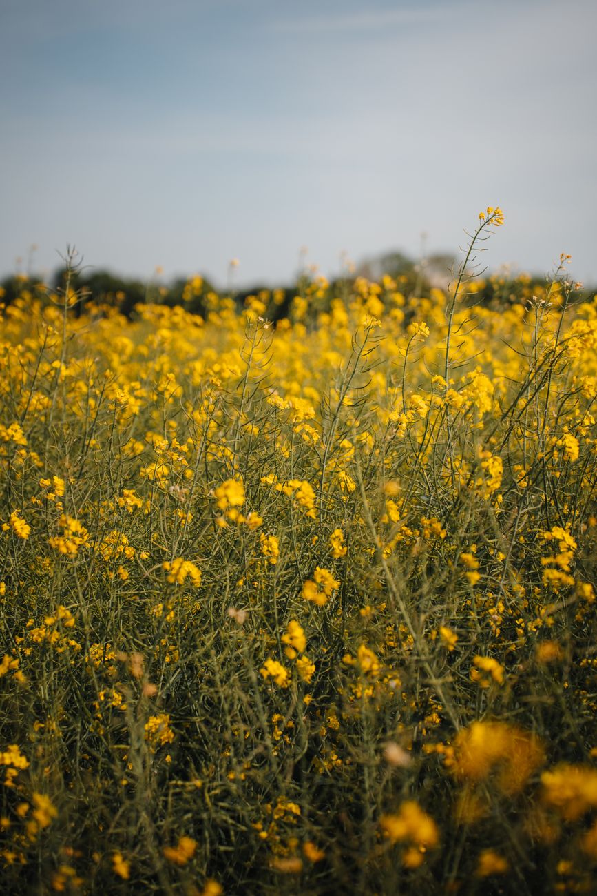 Cultivos invernales: colza, cártamo y camelina ganan espacio en rotaciones