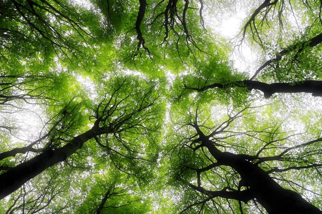 Inversiones forestales chocan con demanda interna debilitada