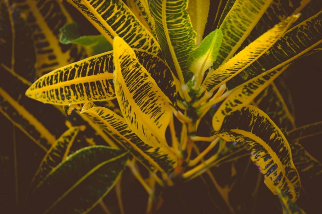 El ficus te habla: qué significa el amarillamiento de sus hojas