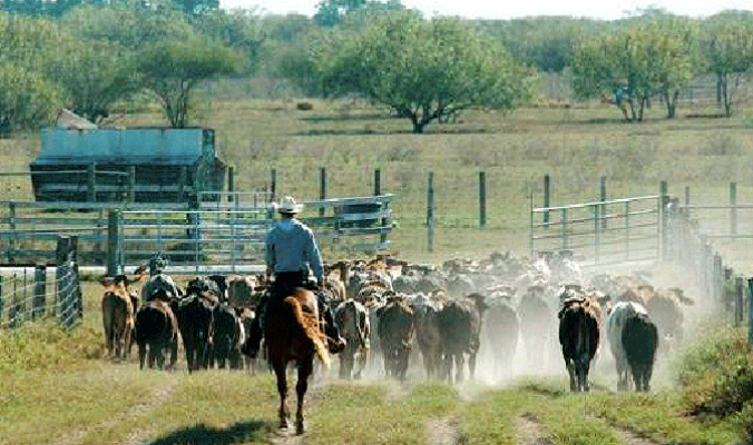 Récord para el campo argentino: la actividad agropecuaria alcanzó un máximo histórico